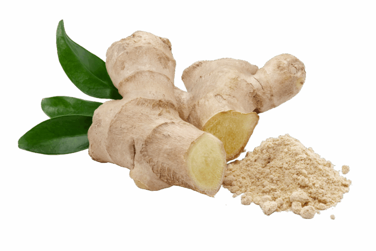 Eine frische Ingwerknolle